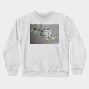 Hoya Bella Crewneck Sweatshirt